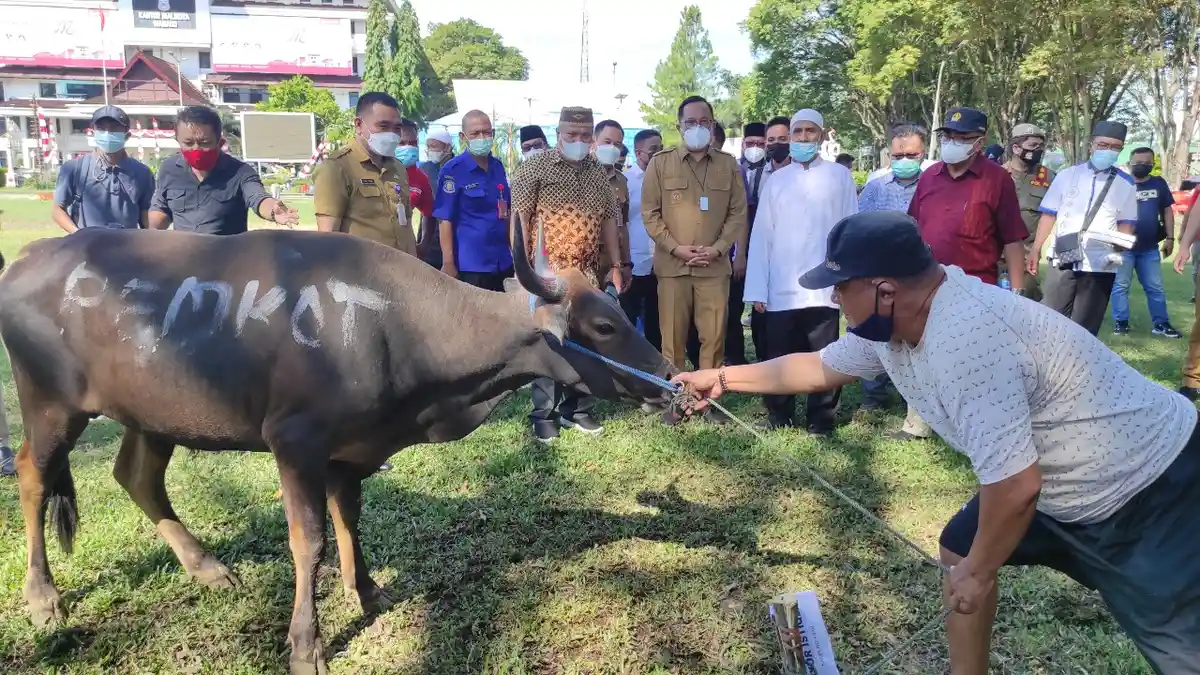 Pemkot Manado Serahkan 42 Sapi Kurban untuk Umat Muslim