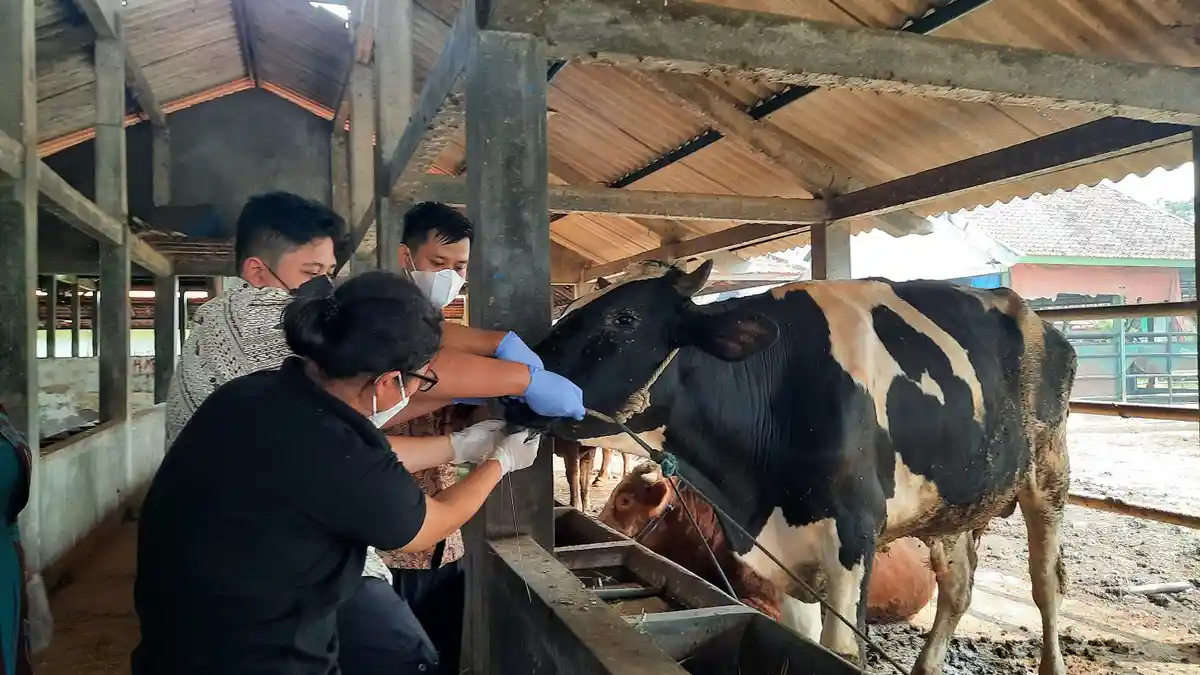 Ditemukan Sapi Positif Penyakit Mulut Kuku PMK di Kota Semarang, Langsung Isolasi!