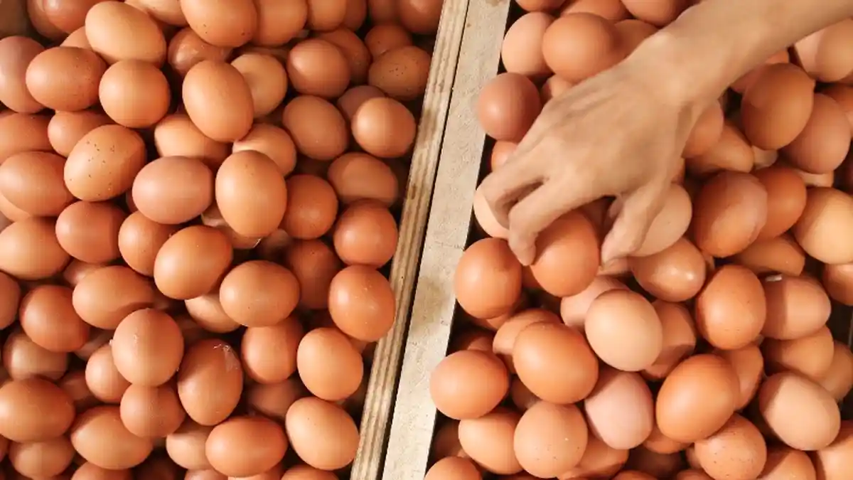 Pemkab Tanggamus Lampung Dapati Harga Minyak Goreng dan Telur Tinggi Jelang Natal