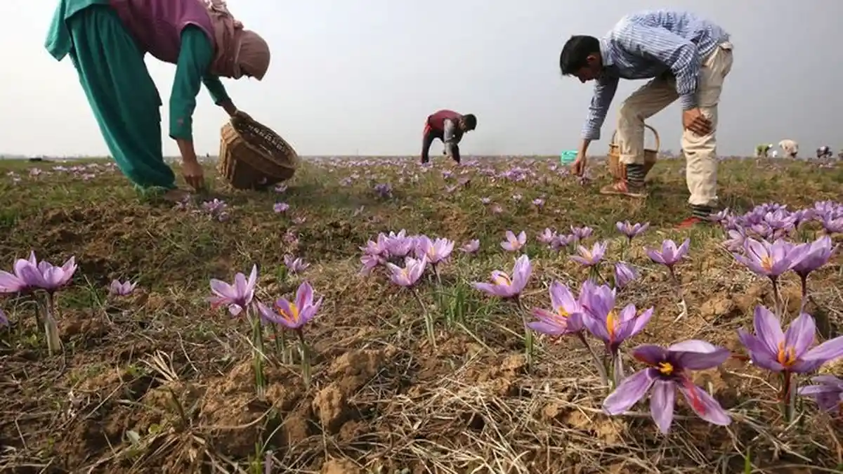 Dihargai Rp 11 Juta per Kg, Saffron Jadi Rempah Paling Mahal di Dunia