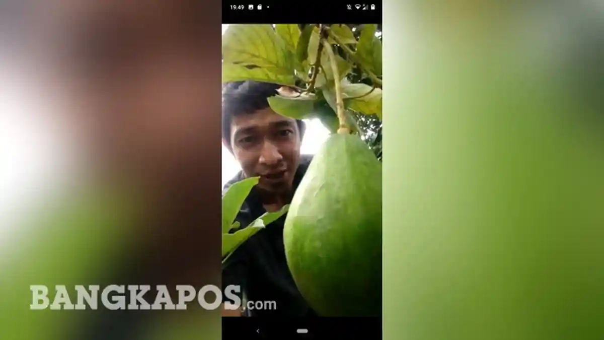 Fantastis, Sebatang Alpukat Diborong Rp8 Juta, Begini Khasiat Buahnya - alpukat-super.jpg