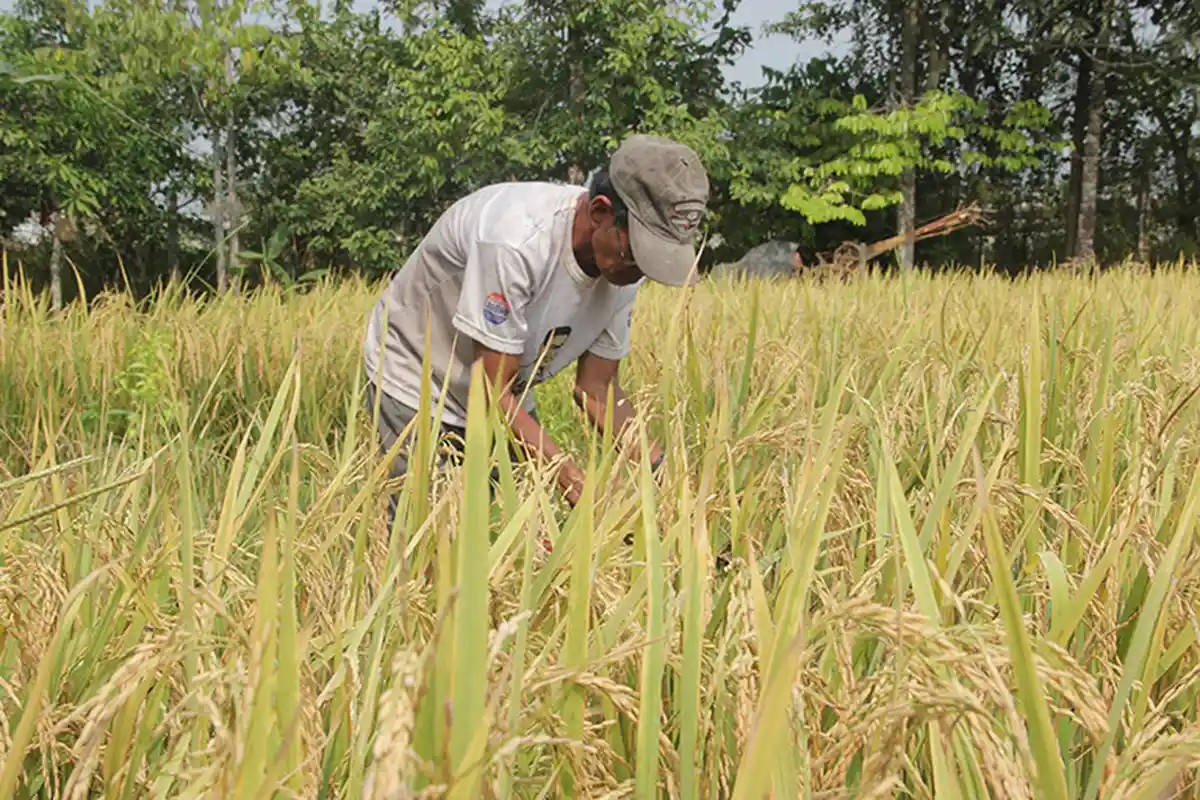 Petani Semparuk Minta Pemerintan Tak Kurangi Pupuk Subsidi