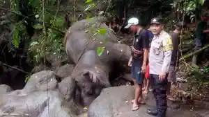 Sempat-viral-karena-hanyut-kini-gajah-Bali-Zoo-ditemukan-tewas.jpg