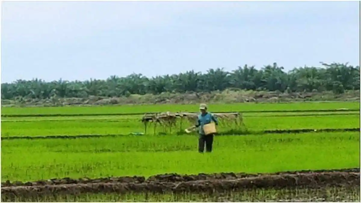 Sejumlah Kendala Hantui Program Cetak Sawah Baru di OKU Timur, Kini Sudah Mencapai 7.591 Hektare