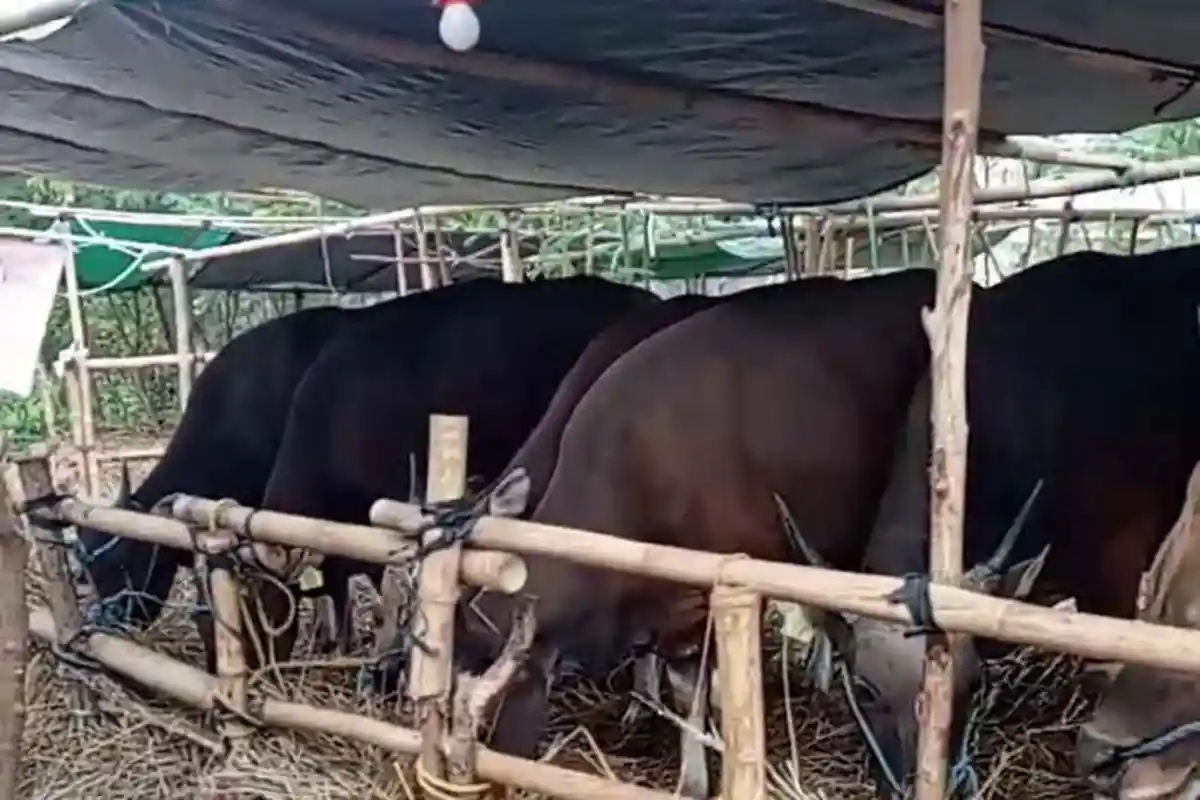 2.000 Ekor Sapi Asal Bima Masih di Jabodetabek, Peternak Lelang Melalui Media Sosial