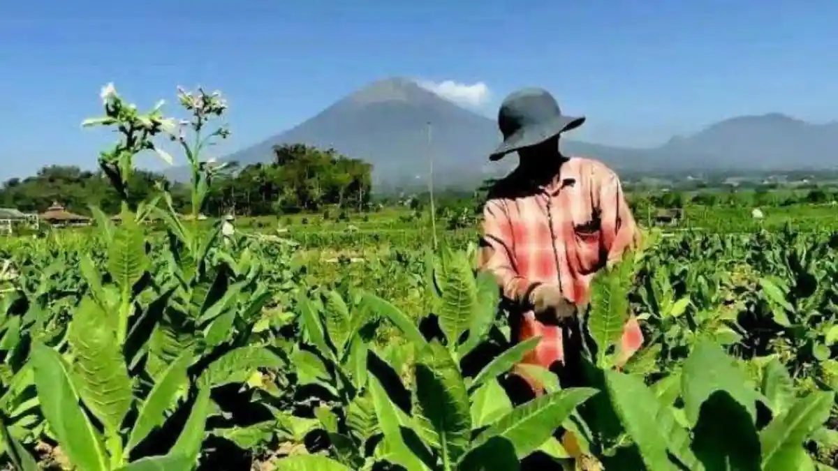 Pemkab Temanggung Dorong Wisata Tembakau Lewat Kolaborasi Lintas Sektor
