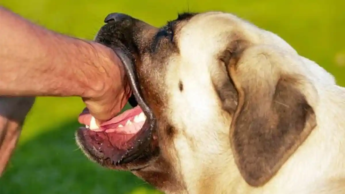 Viral Anjing Gigit Wanita di Malaysia, Ini Tips Cara Menyelamatkan Diri dari Serangan Anjing