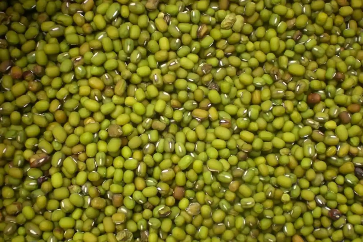 Konsumsi Kacang Hijau Secara Rutin, Jangan Kaget Ini Manfaat Luar Biasa yang Anda Peroleh