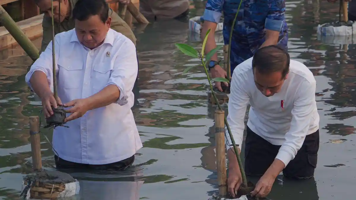 Momen Presiden Jokowi dan Menhan Prabowo Nyebur Tanam Mangrove