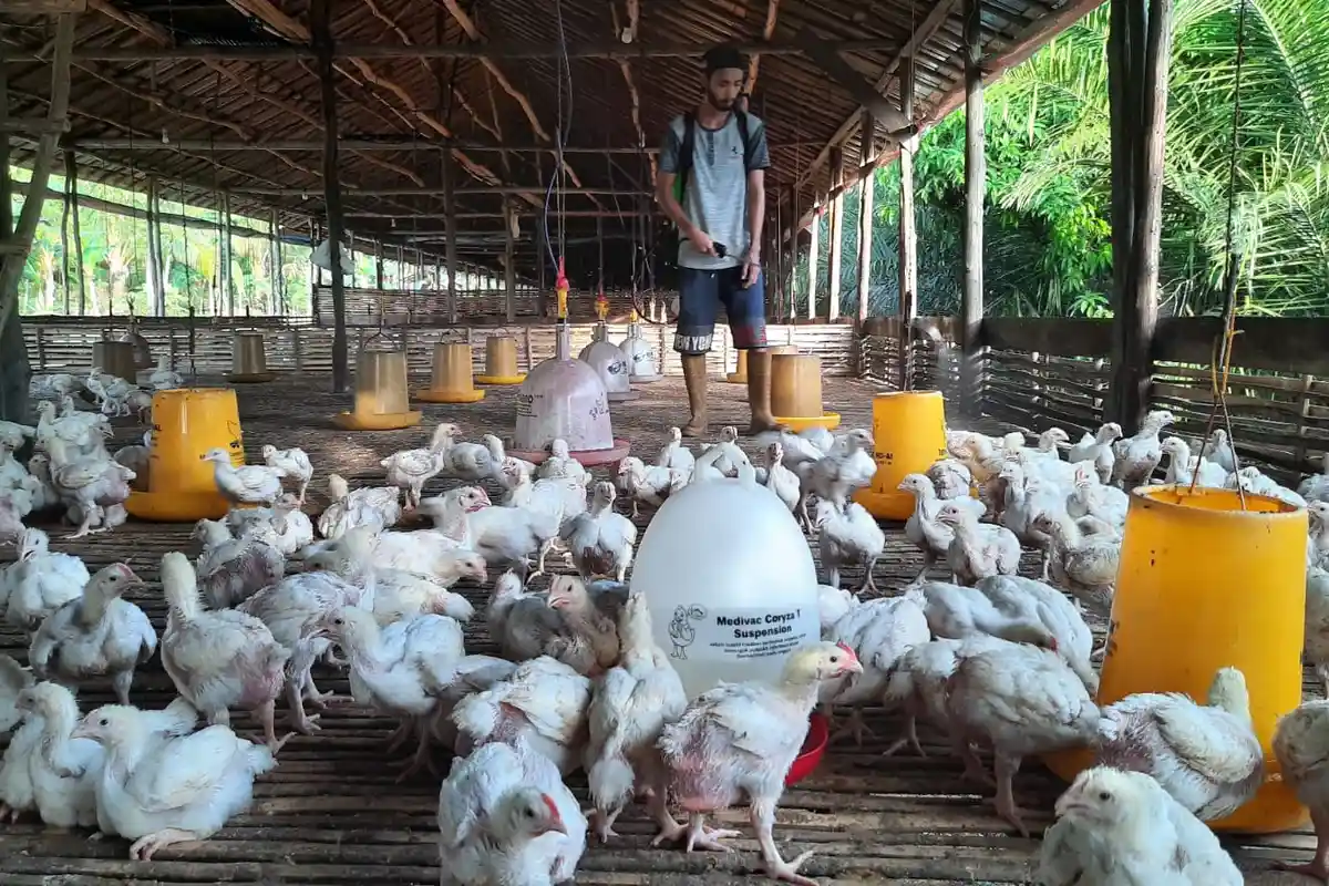 Disbunak Paser Guyur Rp 5 Miliar Lebih untuk Ternak dan Kandang Ayam