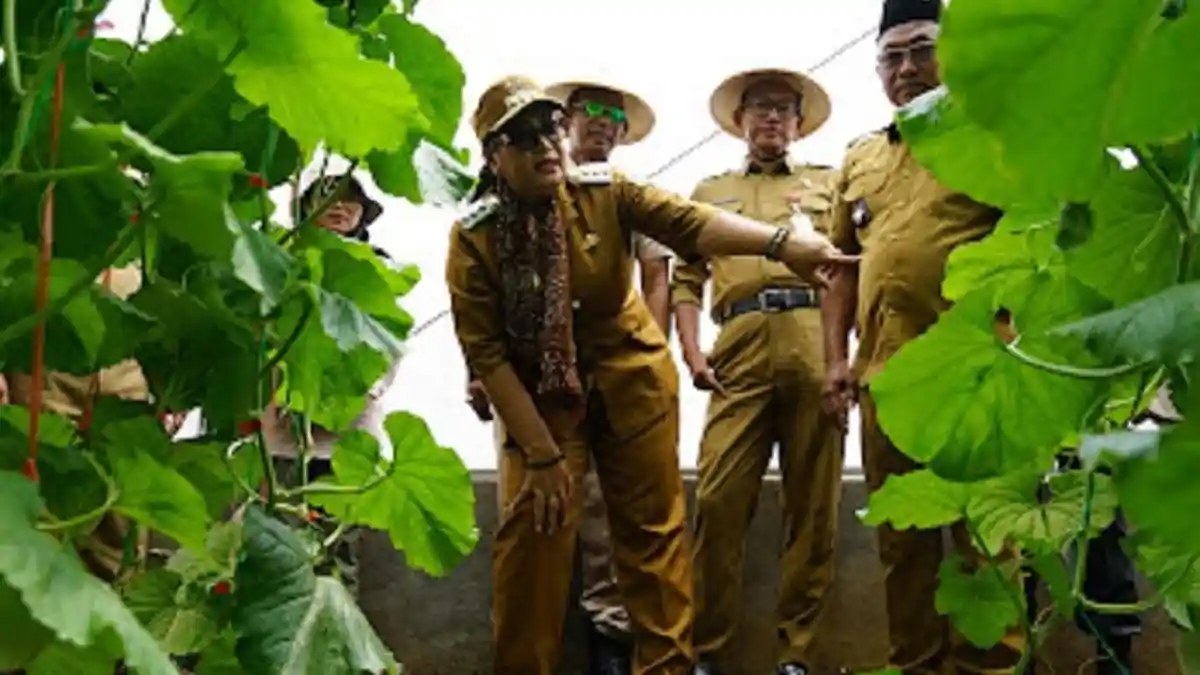 Pengembangan Pertanian Modern Melon Hidroponik di  Semanu Gunungkidul
