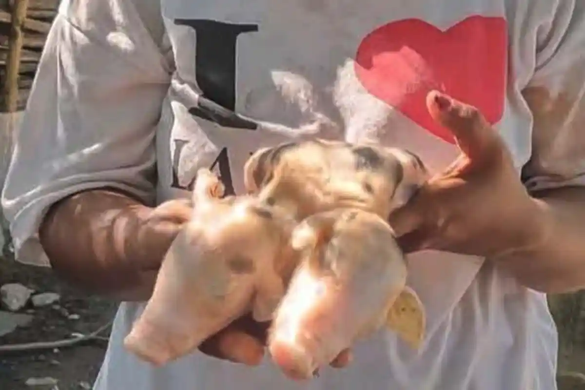 Anak Babi Berkepala Dua Lahir di Malaka NTT, Warga Geger