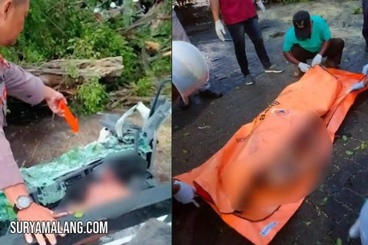 Sopir Tewas saat Beringin Tumbang Menimpa Truk Trailer di Ara Pabrik Miwon, Gresik