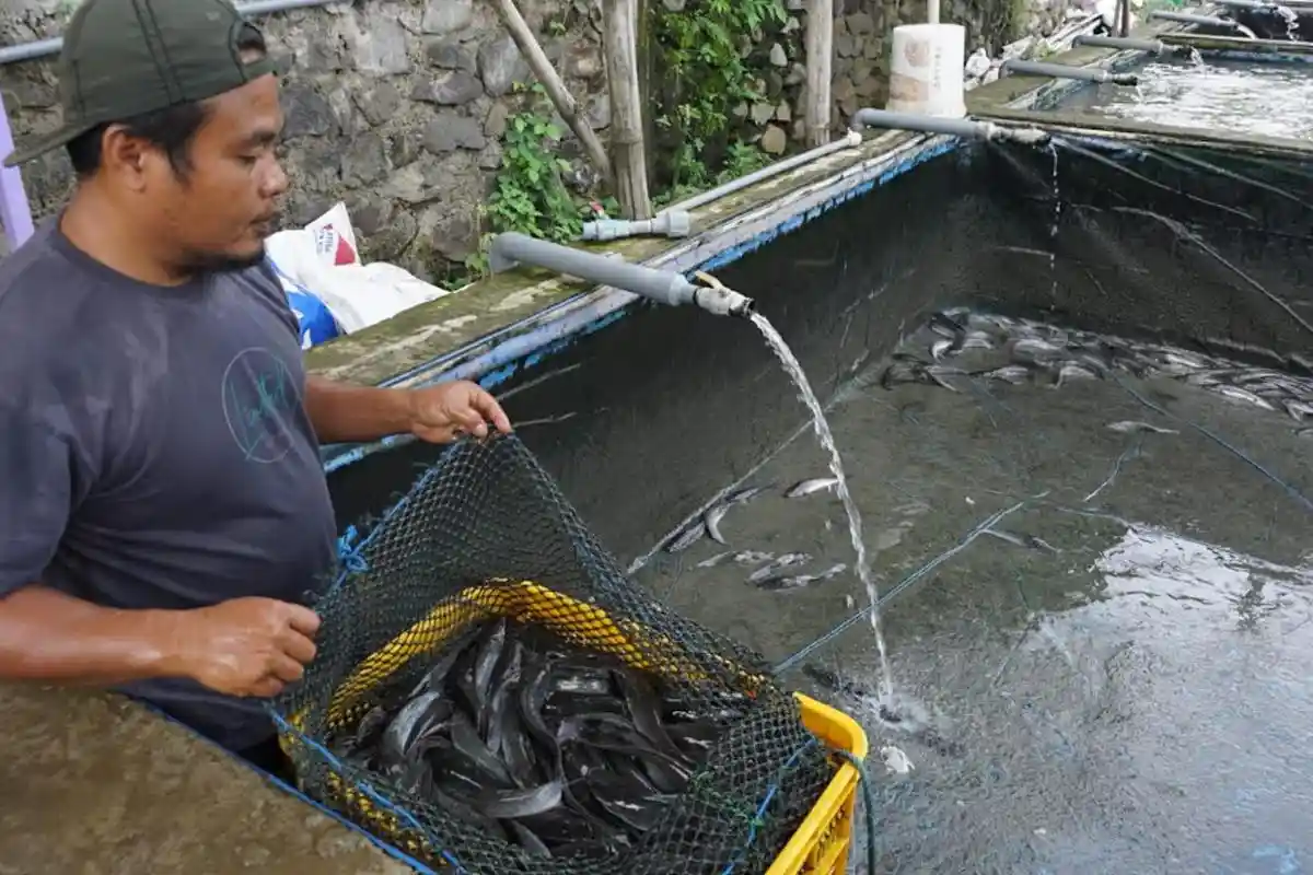 Pesantren di Jombang Pasok Lele Hingga 3 Ton untuk Program Makan Bergizi Gratis