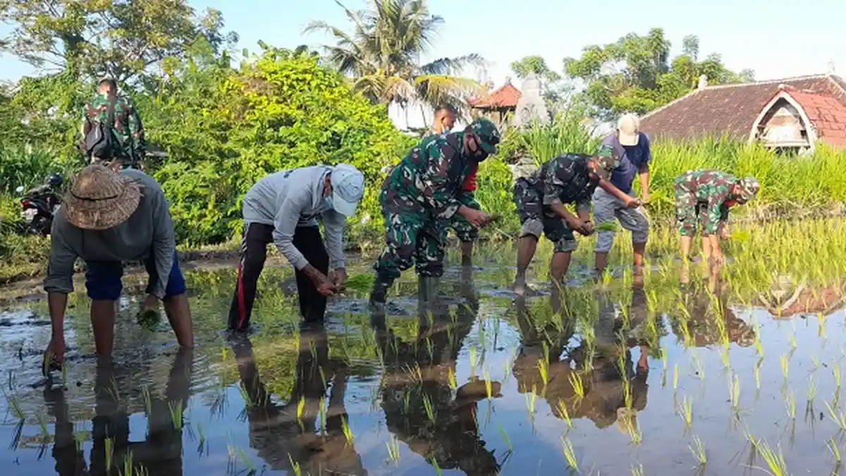 Bangkitkan Sektor Pertanian di Masa Pandemi, Kodim Klungkung Laksanakan Program Ketahanan Pangan
