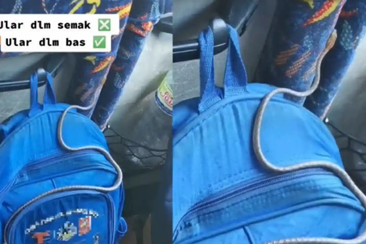 Acara Tamasya Siswa TK Berubah Jadi Keributan, Tiba-tiba Ular Jatuh dari Atas Bus: Berdebar-debar!