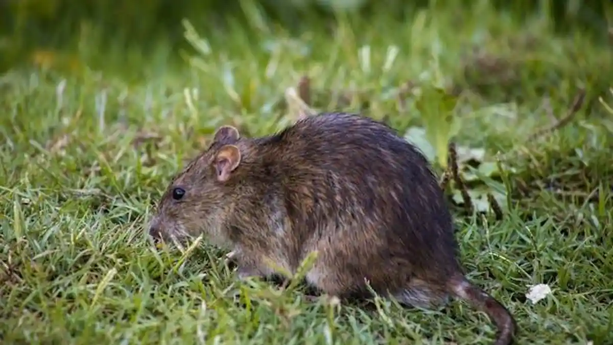 Apa Itu Leptospirosis? Gejala, Dampak, dan Pencegahan: Waspada Saat Musim Hujan