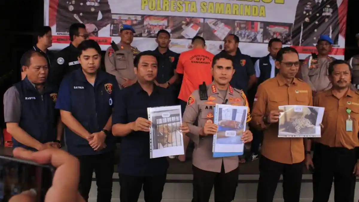 2 Harimau dan 1 Macan Dahan Peliharaan Pengusaha di Samarinda Berasal dari Jakarta