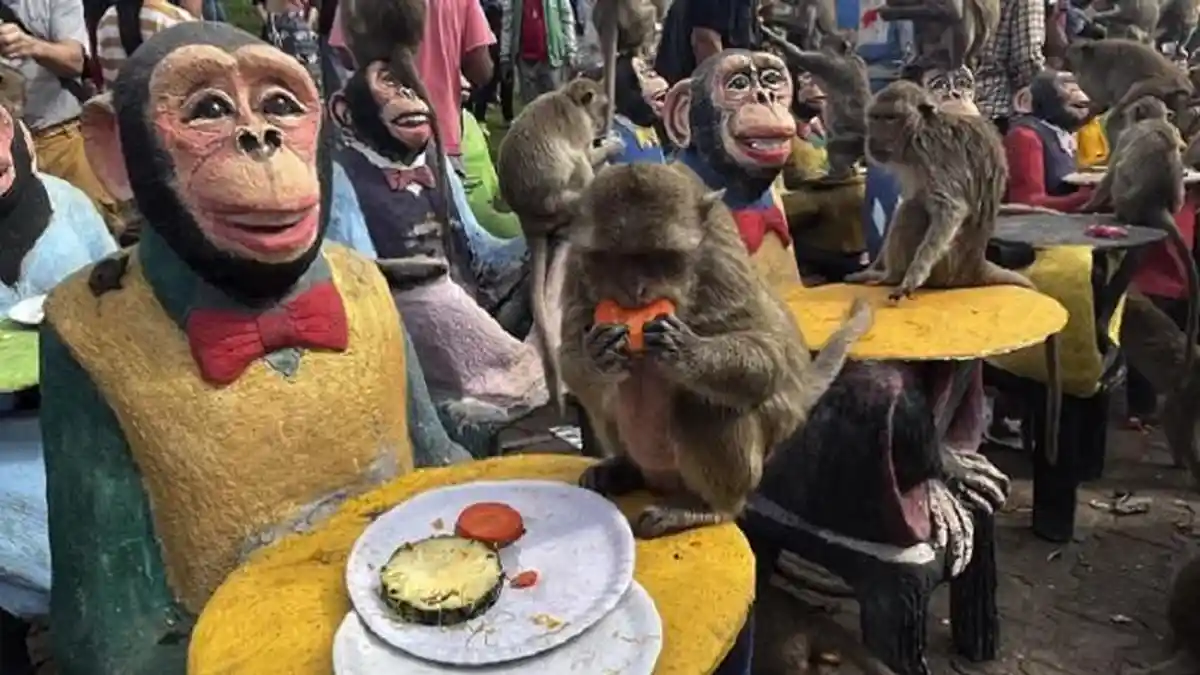 Thailand Gelar Pesta Monyet, Manusia dan Monyet Dapat Hidup Rukun