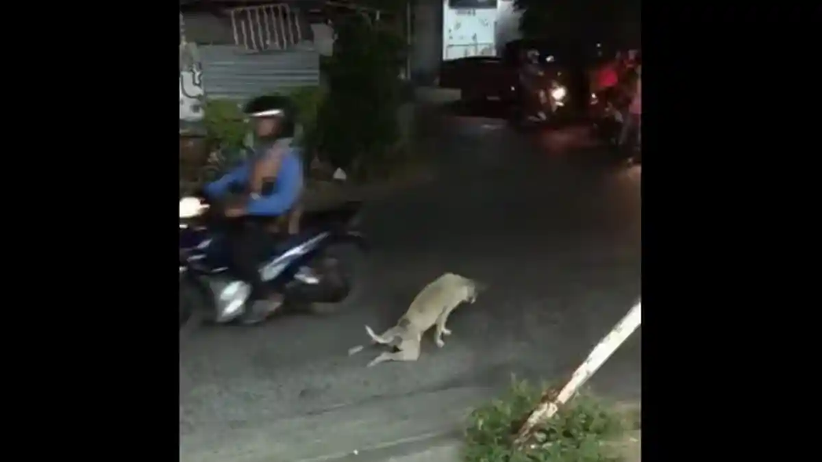 Awalnya Banyak Orang Prihatin Lihat Anjing Ngesot Ini, Selanjutnya Malah Bikin Netizen Mengumpat