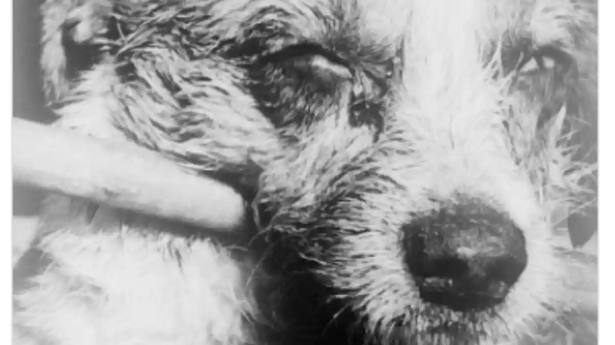 Vaksin Rabies di Puskesmas Mamasa Kosong, Gimana Kalau ada Pasien?