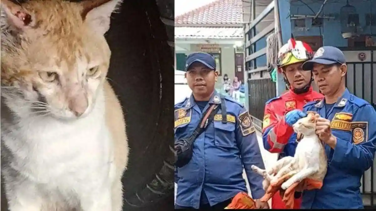 VIRAL Kucing Oyen, 'Preman Cibinong' yang Banyak Makan Korban Pasrah Ditangkap Petugas Damkar