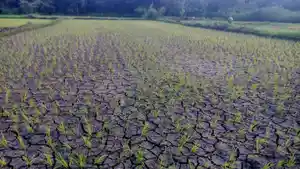 Kondisi-sawah-yang-mengering-di-Desa-Nampar-Sepang.jpg