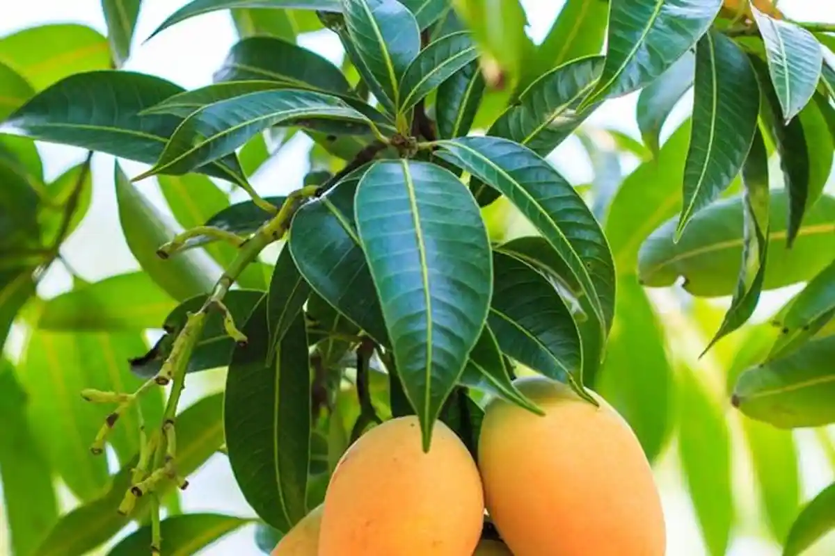 Ternyata Daun Mangga Juga Punya 7 Manfaat Bagi Kesehatan, Sembuhkan Luka Bakar Hingga Sakit Telinga