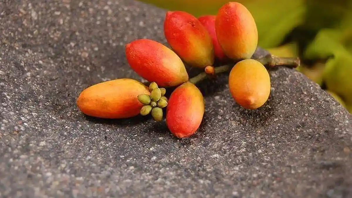 Tidak Pakai Kata Repot, Begini Cara Membuat Melinjo agar Tidak Keras saat Dimasak