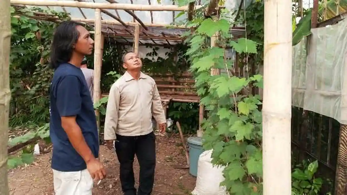 Komunitas Pencinta Anggur Semarang Berikan Edukasi Cara Pangkas Pohon Anggur Supaya Berbuah