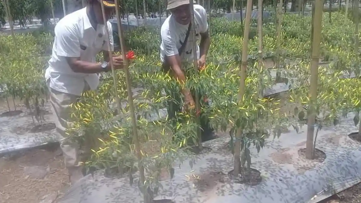 Pulang Sekolah Guru di Sikka Masuk Kebun dan Tanam Cabe, Ini Kisahnya