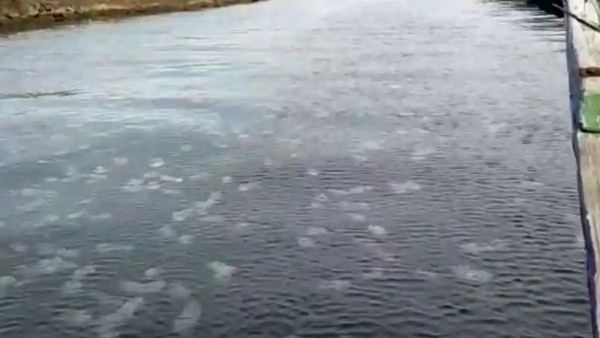 Viral Kemunculan Ubur-ubur Dalam Jumlah Banyak, Begini Kesaksian Warga