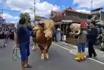 Kemeriahan-Parade-Sapi-Jumbo-di-Jogokariyan-Warga-Antusias-Saksikan-Sapi-Berbobot-11-Ton.jpg