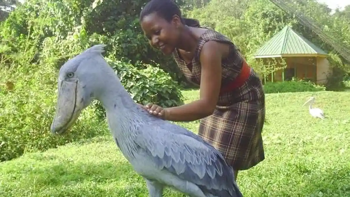 Tempat Tinggalnya Jadi Objek Kunjungan Wisatawan, Burung Bangau Raksasa Ini Diambang Kepunahan