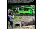 VIRAL-Video-Anak-Gajah-Terperosok-ke-Lubang-Induk-Bertaruh-Nyawa-Menemani-Videonya-Bikin-Haru.jpg