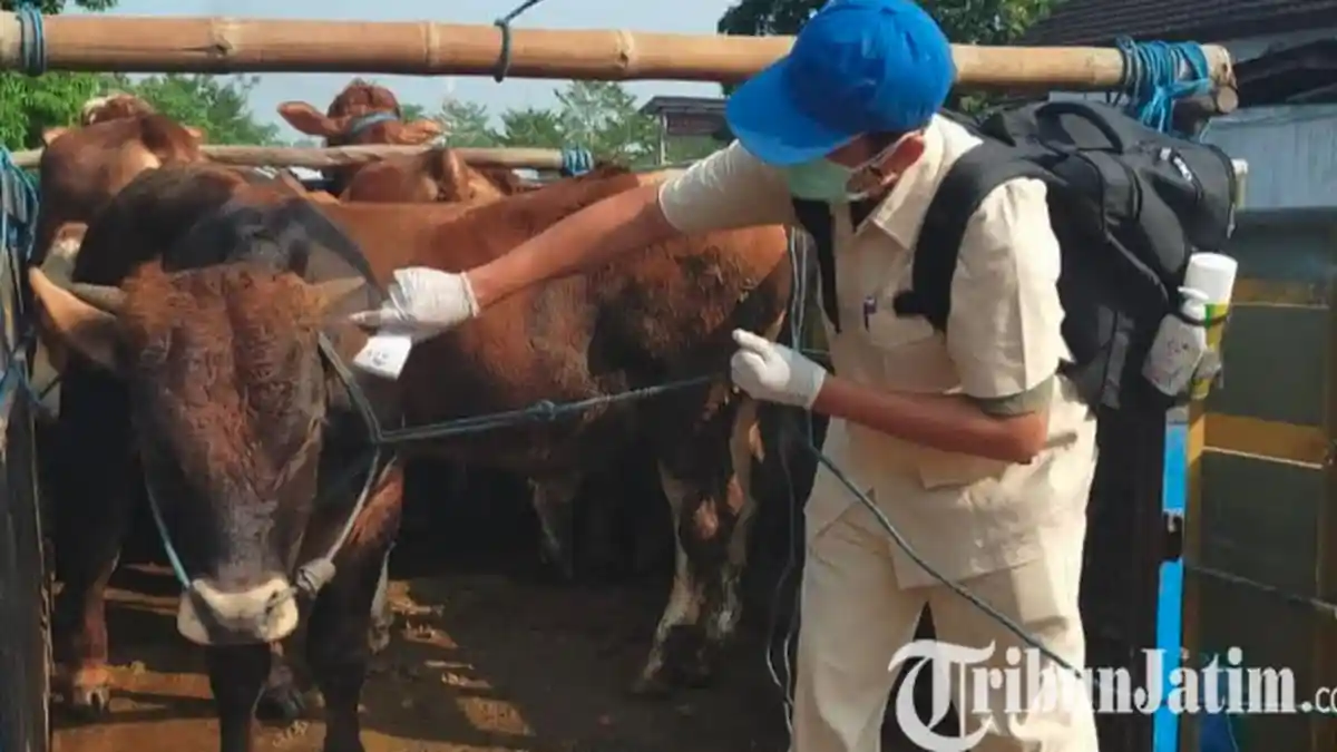 Antisipasi Penyakit Antraks, Perketat Pengawasan Perdagangan Sapi di Pasar Hewan Dimoro Kota Blitar