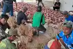 BAGIKAN-DAGING-KURBAN-Warga-di-Kampung-Cimuruy-sumedang-2752026-1.jpg