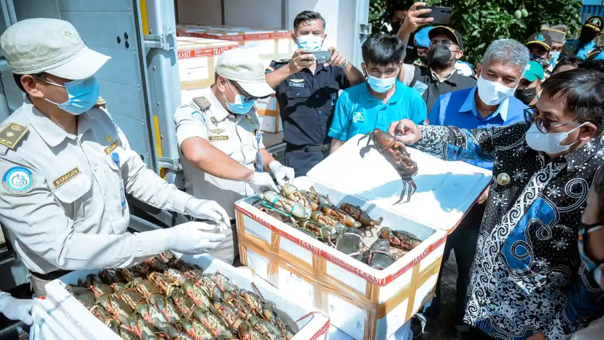Ekspor Perdana, Balikpapan Terbangkan 7 Ton Kepiting Bakau ke China