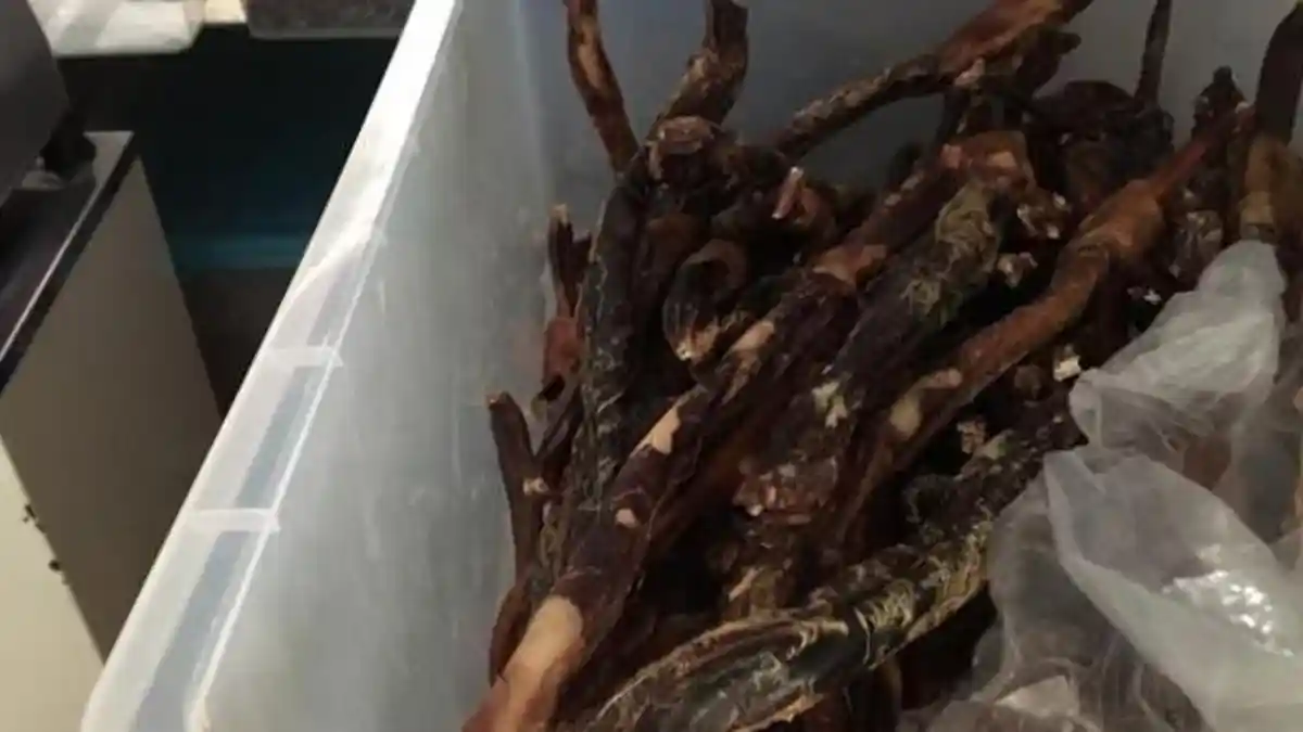 Peternak Australia Kewalahan Penuhi Permintaan Penis Rusa, Untuk Apa?