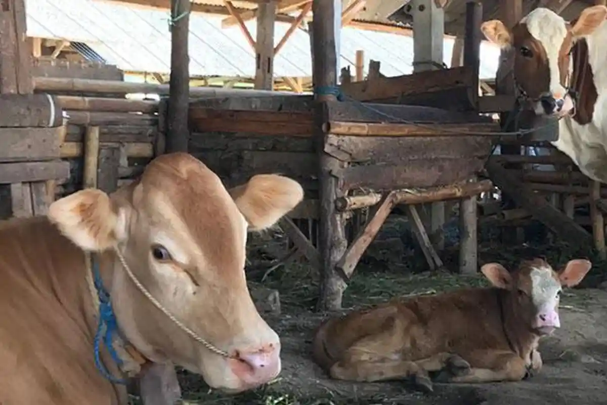 Vaksinasi PMK Hewan Ternak di NTB Minim, Baru Capai 2.340 Ekor