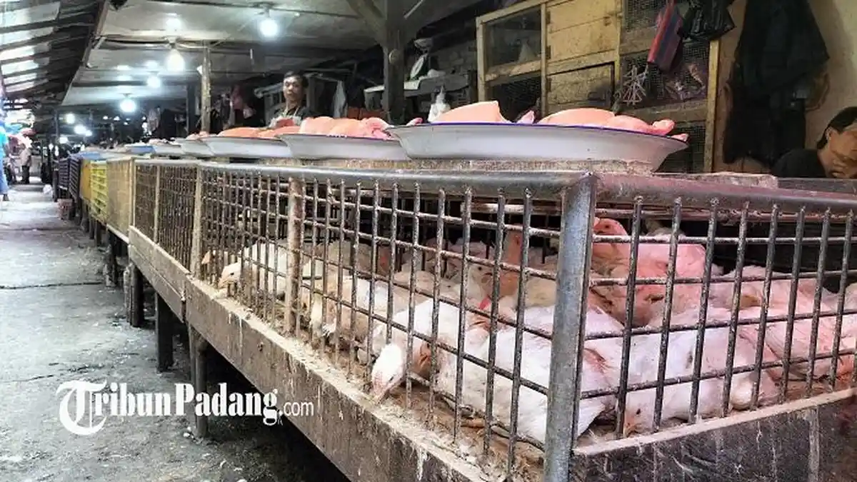 Harga Daging dan Telur Ayam di Bukittinggi Melonjak Naik