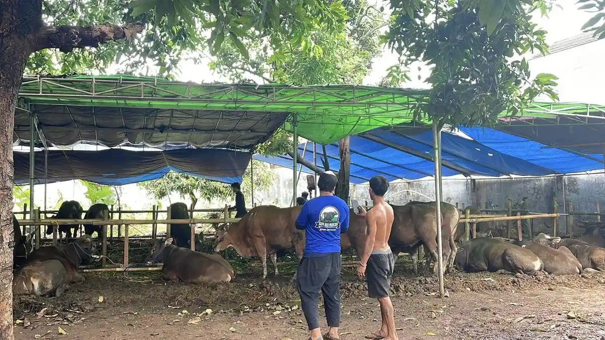 Perluas Jaringan Pemasaran, Pedagang Hewan Kurban di Palmerah Pasarkan Sapi lewat Live TikTok