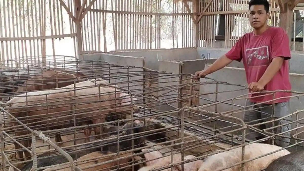 Babi di Kupang Mati Misterius Diduga Terserang Flu Babi Afrika
