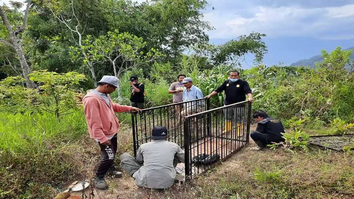 Beruang Kerap Muncul di Agam, BKSDA Pasang 2 Perangkap Besi di Kawasan Kelok 44