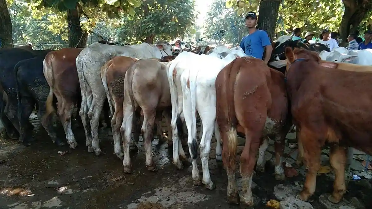 531 Sapi yang Sempat Suspek PMK di Klaten Telah Dinyatakan Sembuh