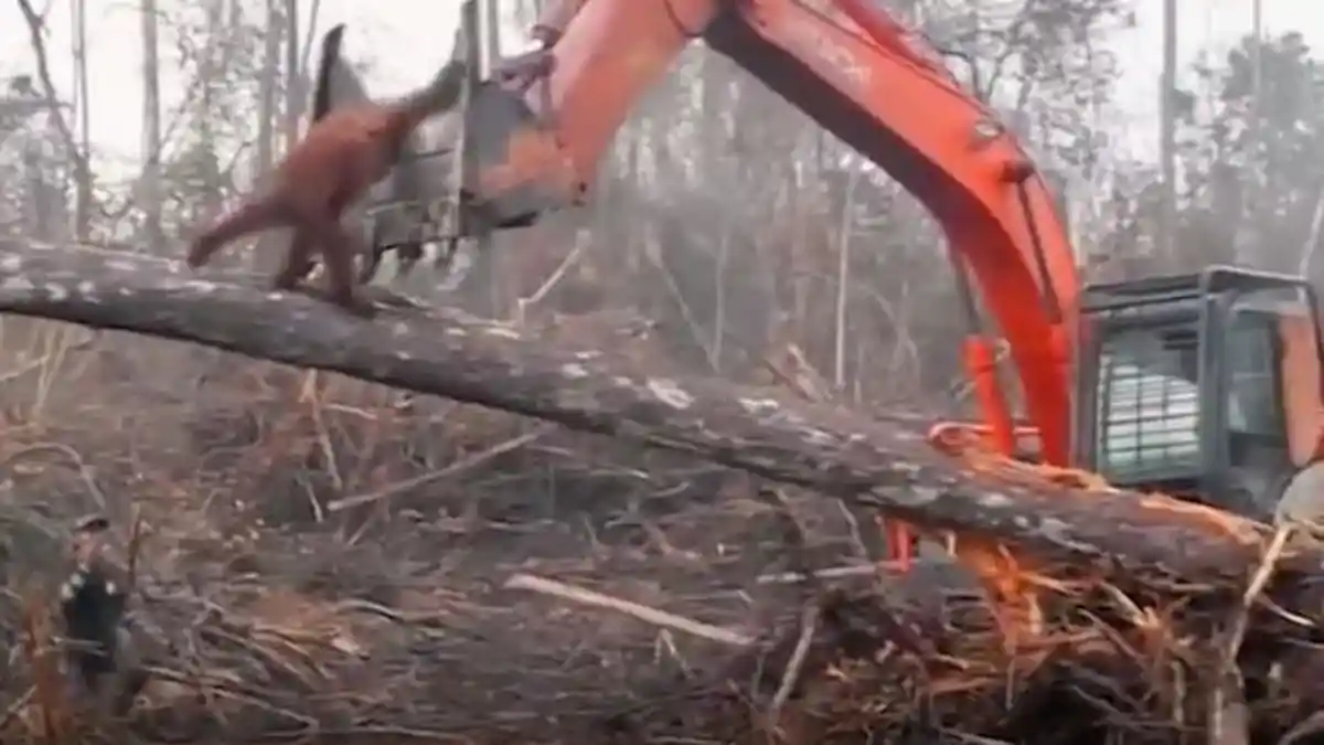 Video Mengharukan, Orangutan Ini Melawan Ekskavator yang Menebang Pohon di Habitatnya