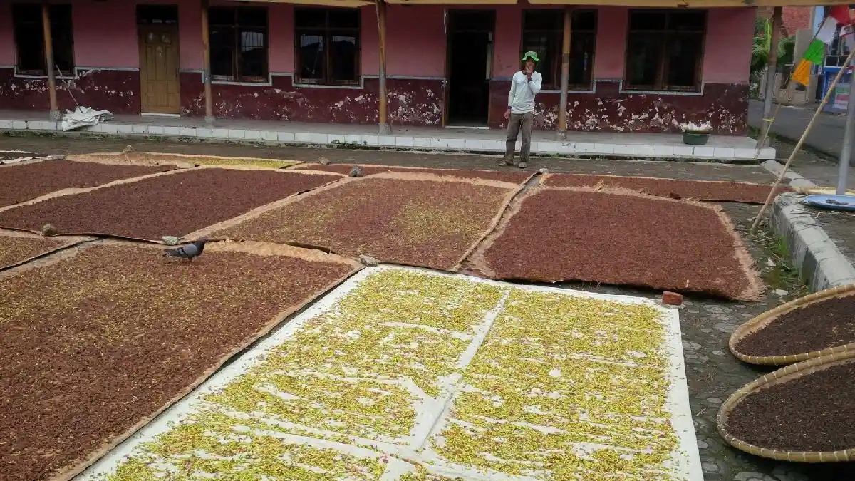 Imbas Pandemi Covid-19, Petani Keluhkan Harga Cengkeh di Majalengka yang Merosot