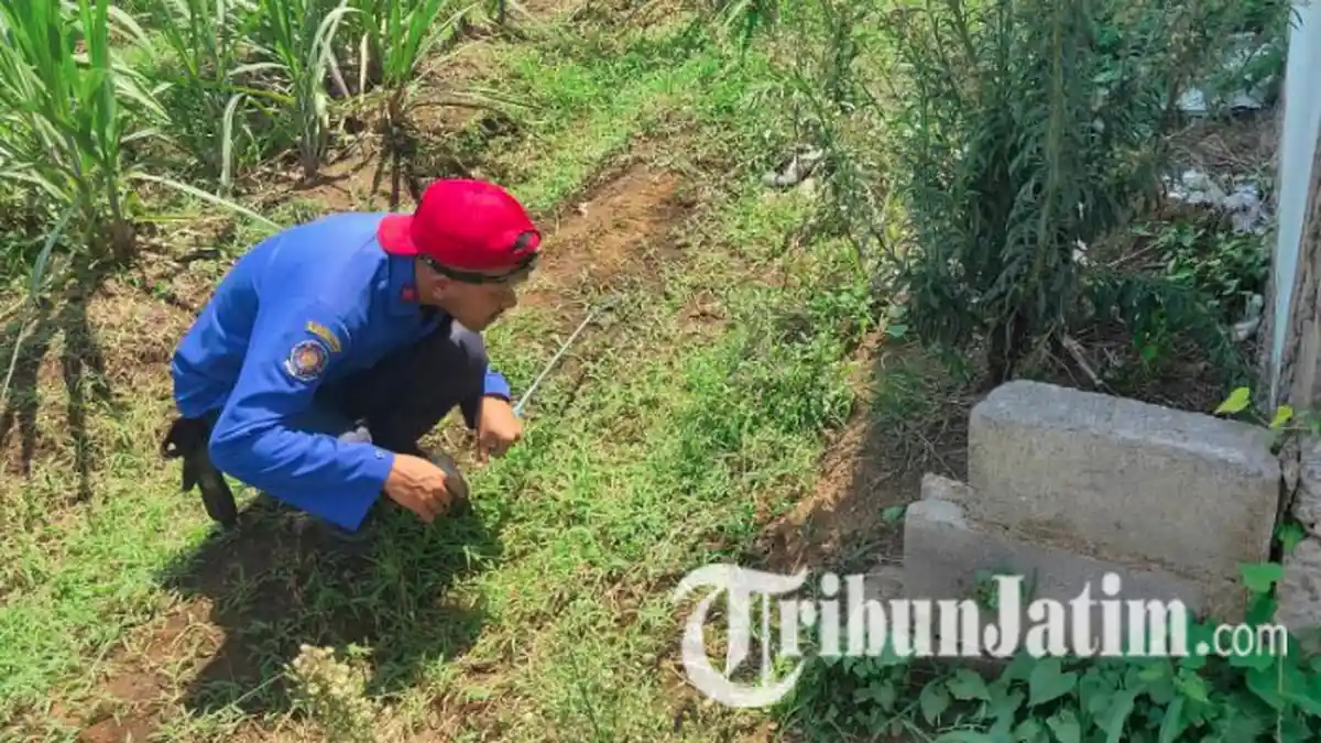 Ular Kobra Teror Warga Perumahan Harmony Attaya Malang, Petugas Damkar Telusuri Lokasi Penemuan