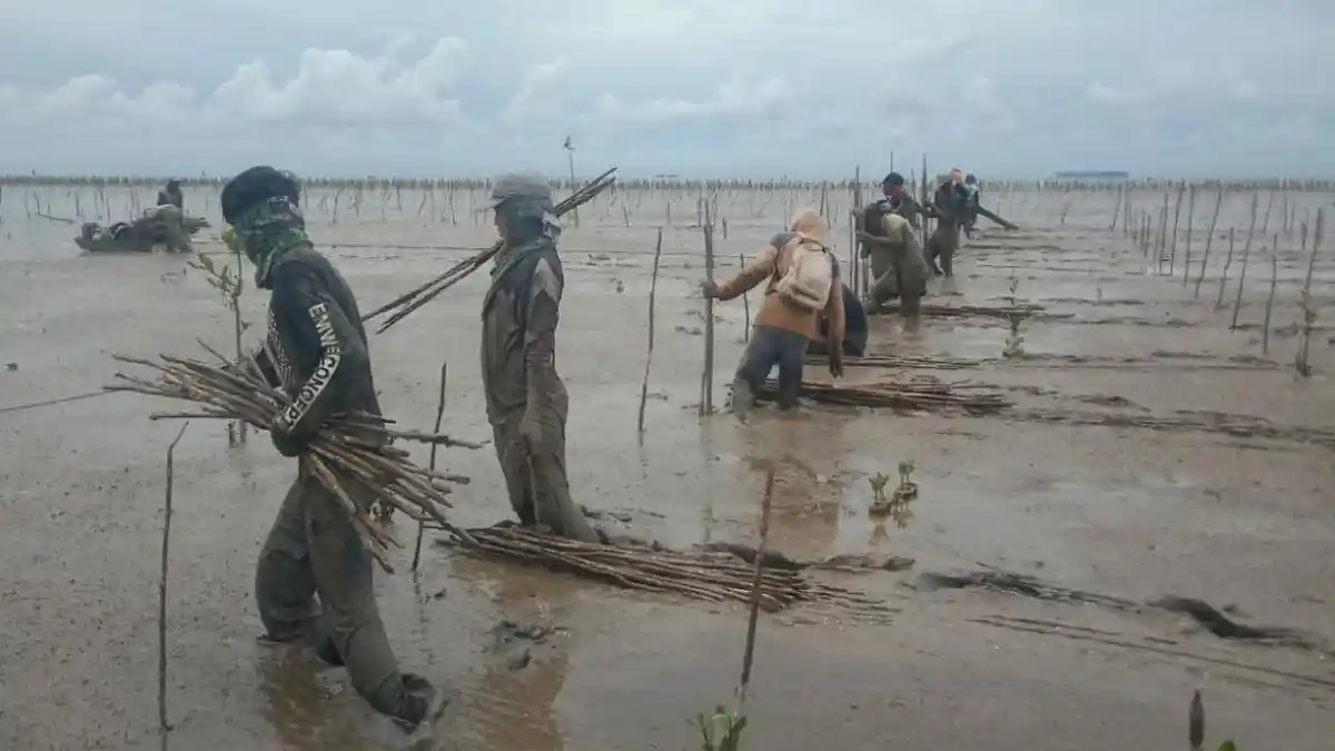 Air Pasang dan Binatang Jadi Tantangan Masyarakat Menanam Mangrove