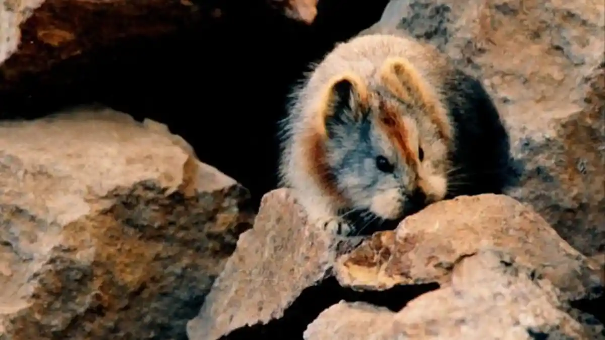 Pika, Hewan Menggemaskan yang Terancam Punah
